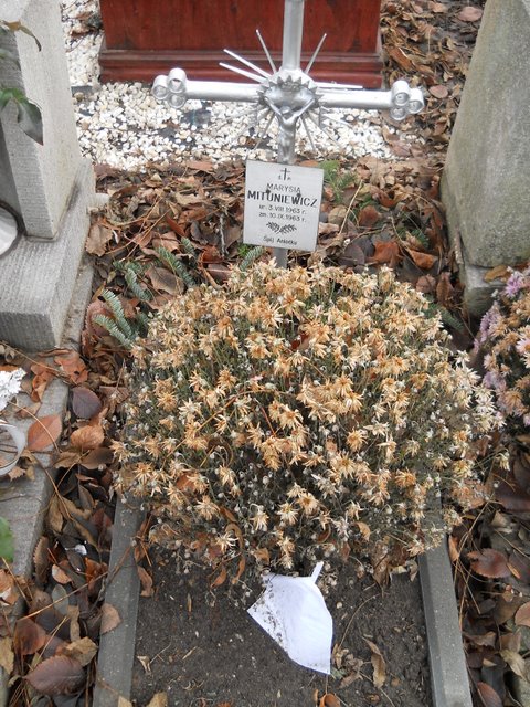 Marysia Mituniewicz 1963 Kraków Mogiła - Grobonet - Wyszukiwarka osób pochowanych